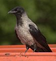 Corvus corone ssp cornix aka Hooded Crow in Sweden july 2006