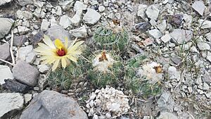 Archivo:Coryphantha pallida 11