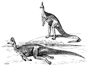Archivo:Corythosaurus snorkel