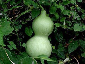 Archivo:Courge encore verte