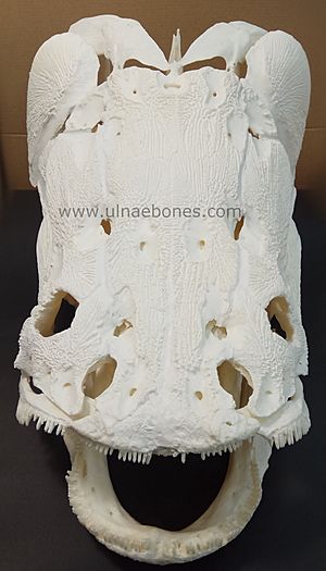 Archivo:Cráneo de arapaima