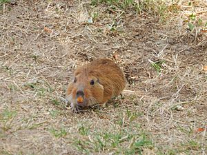 Archivo:Ctenomys pearsoni imported from iNaturalist photo 63212110 on 23 June 2020