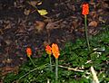 Cuckoo Pint berries in Bibury - geograph.org.uk - 1440328