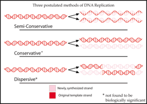 Archivo:DNAreplicationModes