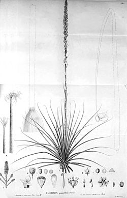 Dasylirion graminifolium Zuccarini 1843.jpg