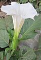 Datura stramonium flower02