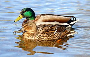 Archivo:Ducks - male and female