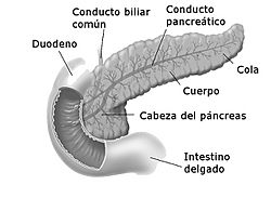 Duodenumandpancreas es.jpg