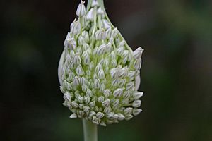 Archivo:Elephant Garlic (Allium ampeloprasum) 2