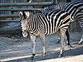 Equus quagga burchellii, cebra na Madroa