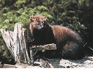 Archivo:Fisher (animal)