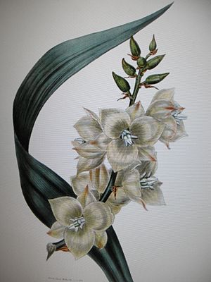 Archivo:Fleur yucca