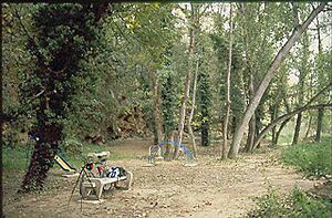 Archivo:Floresta2