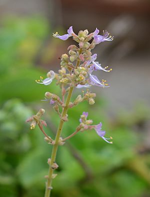 Archivo:Flower of Coleus aromaticus