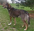 Goose-Alaskan Husky