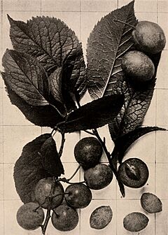 Handbook of the trees of the northern states and Canada east of the Rocky mountains. Photo-descriptive (1907) (14782809094).jpg