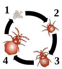 Archivo:Harvest mite cycle numbered