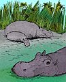 Hippopotamus gorgops e