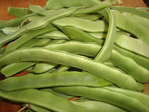 Archivo:Judías verdes (Phaseolus vulgaris)