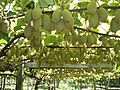 Kiwifruit on vine