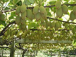 Archivo:Kiwifruit on vine