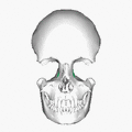 Lacrimal bone - animation3