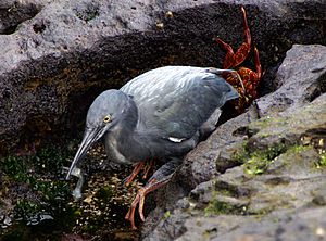 Archivo:Lava Heron (Butorides sundevalli) Galapagos2