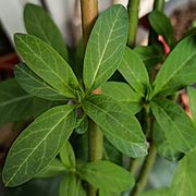 Archivo:Leaves of Asclepias curassavica