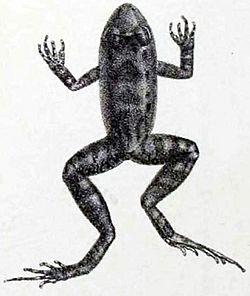 Leptodactylus discodactylus Boulenger, 1884.jpg