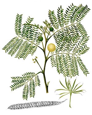 Leucaena leucocephala Blanco2.400-cropped.jpg
