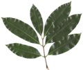Litchi chinensis leaf