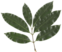 Litchi chinensis leaf