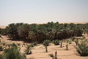 Archivo:Liwa شيا - panoramio