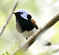 Lovely fairywren portland08