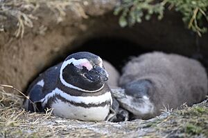Archivo:Magellanic penguin magdalena island boat trip 1.19.25 DSC 2097-topaz-rawdenoise