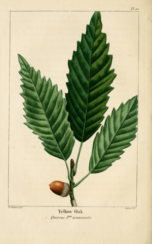 Archivo:NAS-010 Quercus muehlenbergii