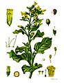 Nicotiana rustica - Köhler–s Medizinal-Pflanzen-226