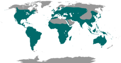      Distribución global de los chotacabras y afines