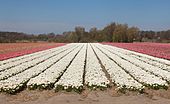Noordwijkerhout, veld met tulpen aan de Oosterduinen IMG 9003 2021-04-27 13.04