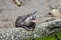 Oriental small-clawed otter