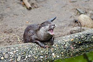Archivo:Oriental small-clawed otter