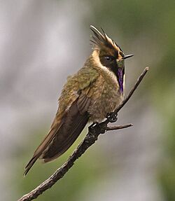 Oxypogon stuebelii - Buffy Helmetcrest - Colibrí Chivito del Ruiz.jpg