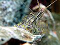 Palaemon elegans1