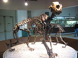 Archivo:Panthera leo atrox