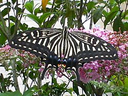 Papilio xuthus 070707.jpg