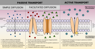 Passive vs Active Membrane Transport.svg