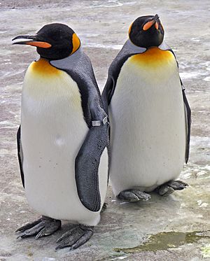 Archivo:Penguins Edinburgh Zoo 2004 SMC