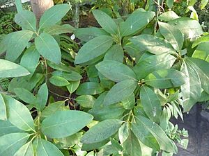 Archivo:Persea indica - Berlin