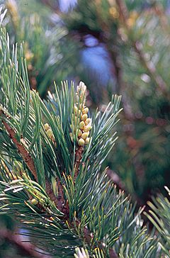 Archivo:Pinus flexilis male cones