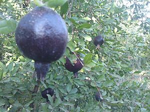 Archivo:Pomegranate Black - Saveh